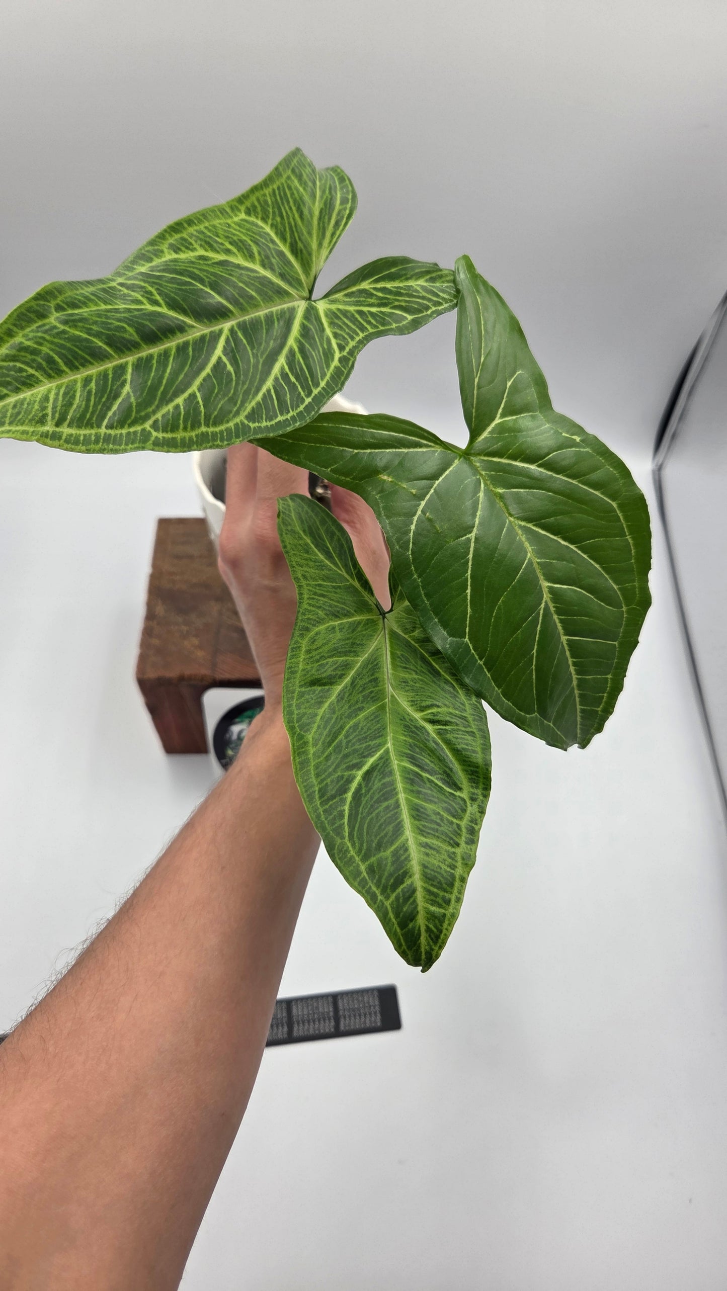 Syngonium Batik (SYN-501)