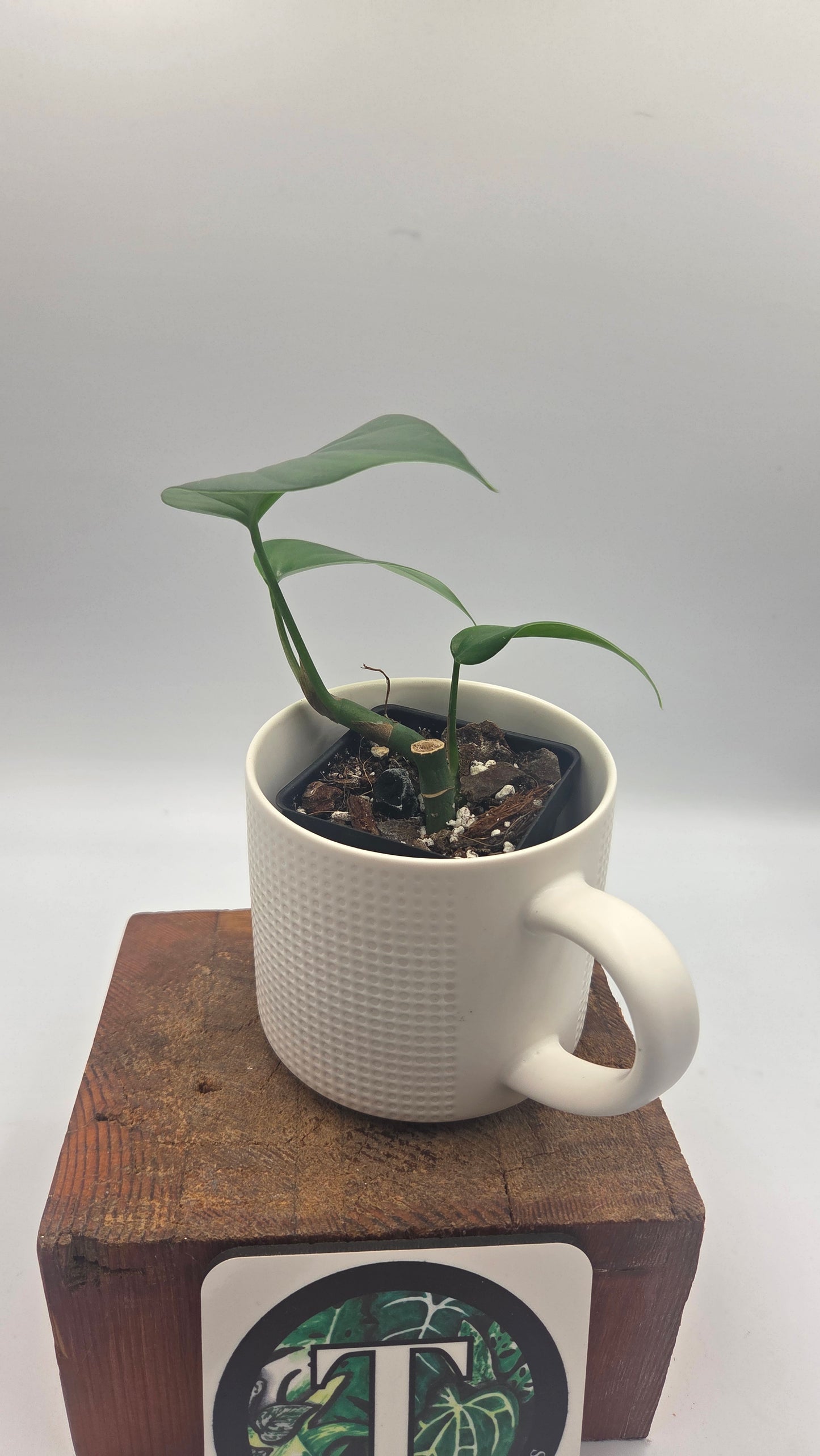Raphidophora Pertusa (AUT-099)