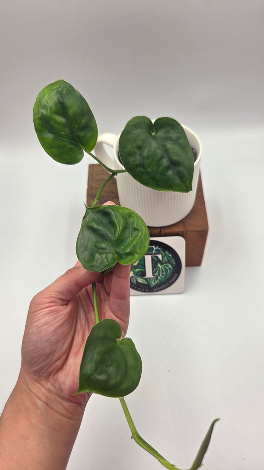 Scindapsus Lucens (SCI-1504)