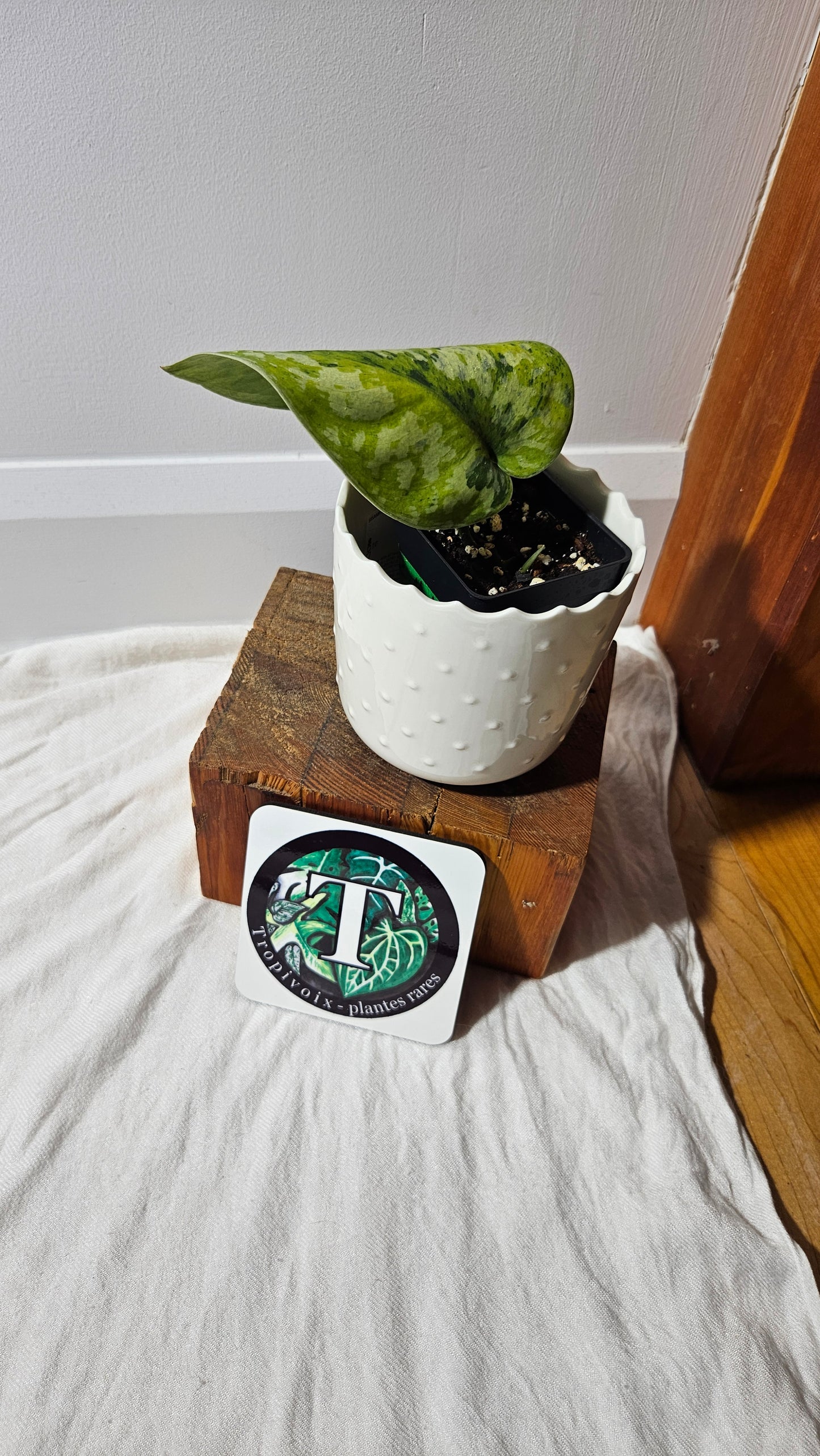 Scindapsus Medallion (SCI-1338)