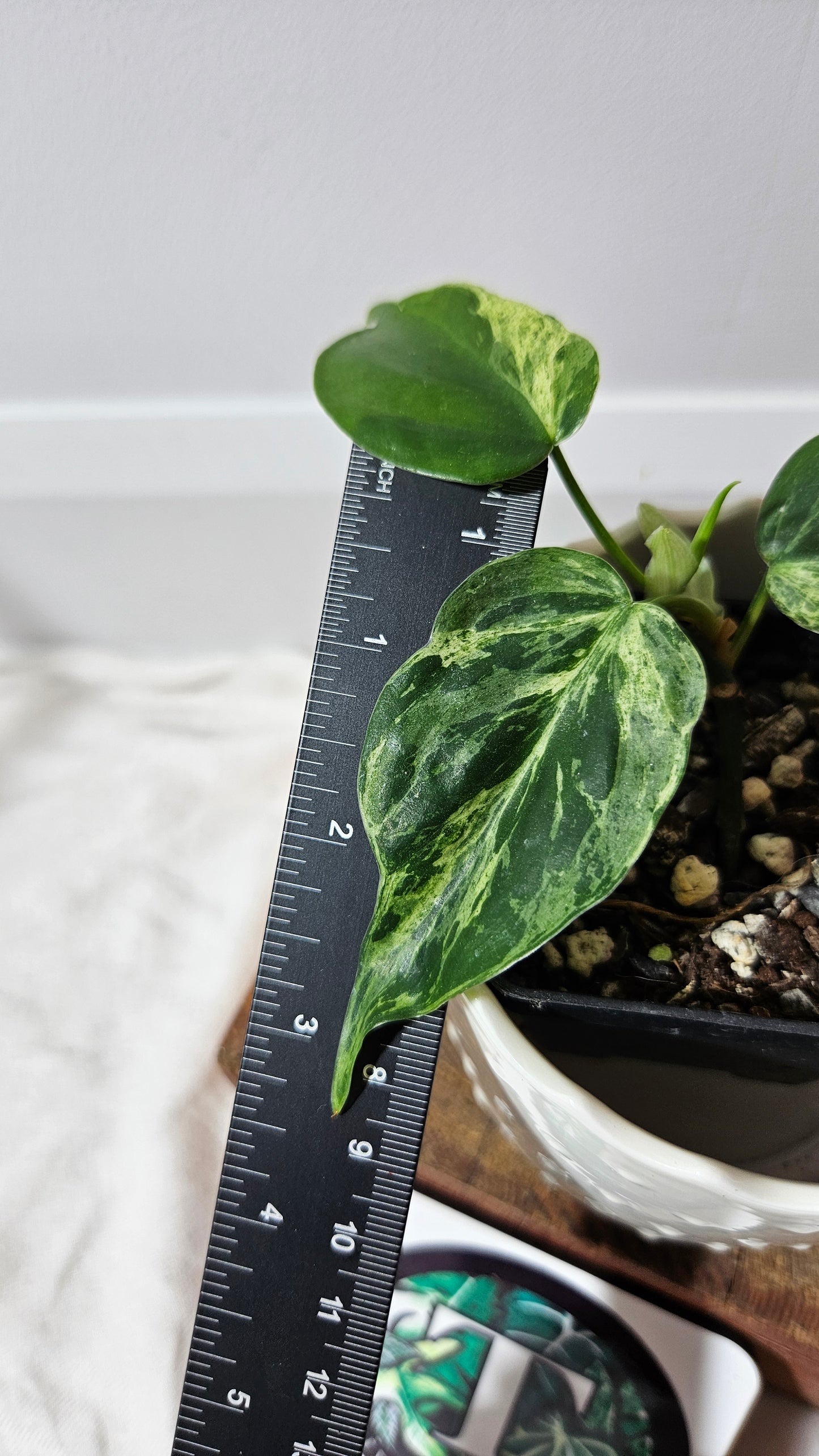 Philodendron Hederaceum Variegata (PHI-134)