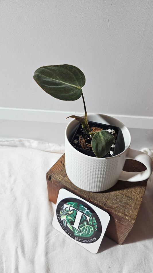 Philodendron Glorious (PHI-956)