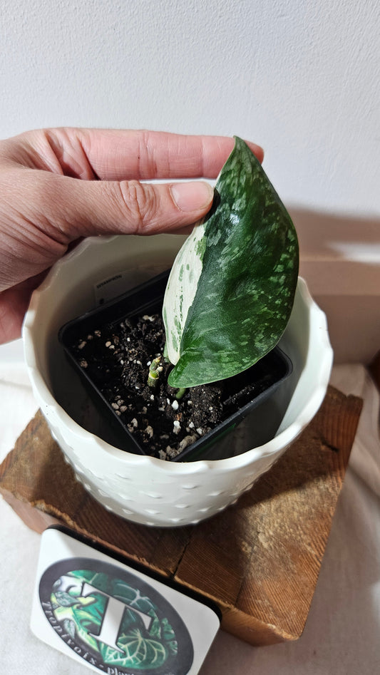 Scindapsus Blue Splash Variegata (SCI-997)