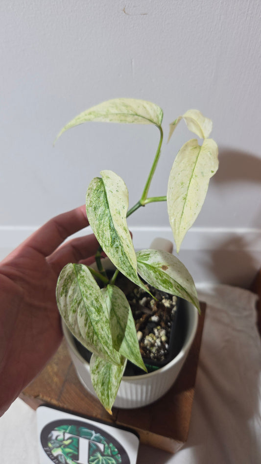 Monstera Laniata Mint (MON-393)