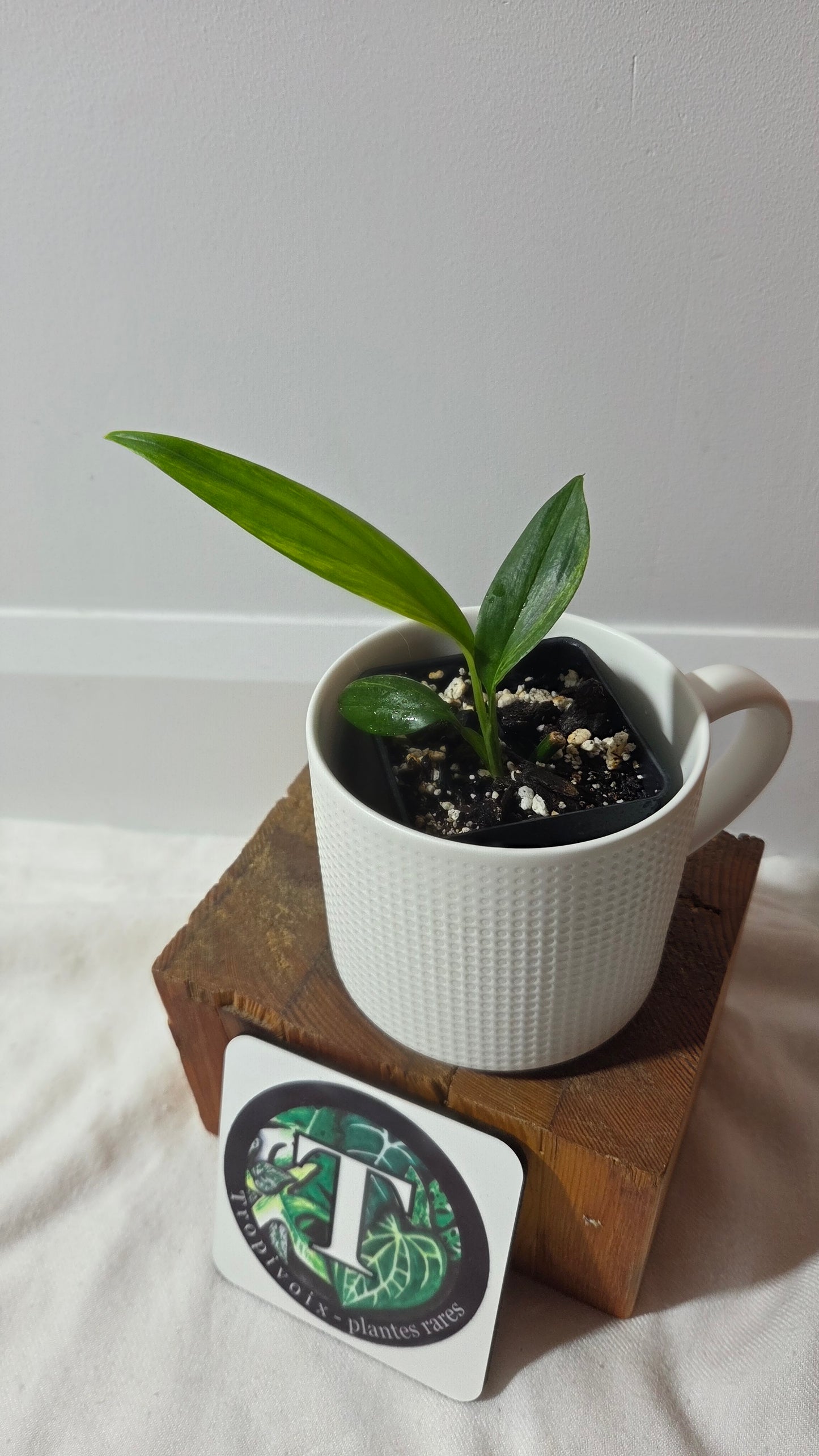 Epipremnum Amplissinum Variegata (EPI-232)