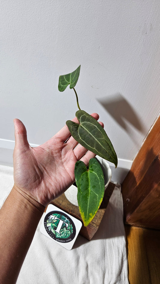 Anthurium Papillilaminum Red Stem X Papillilaminum Legend "format PETIT" (ANT-254)