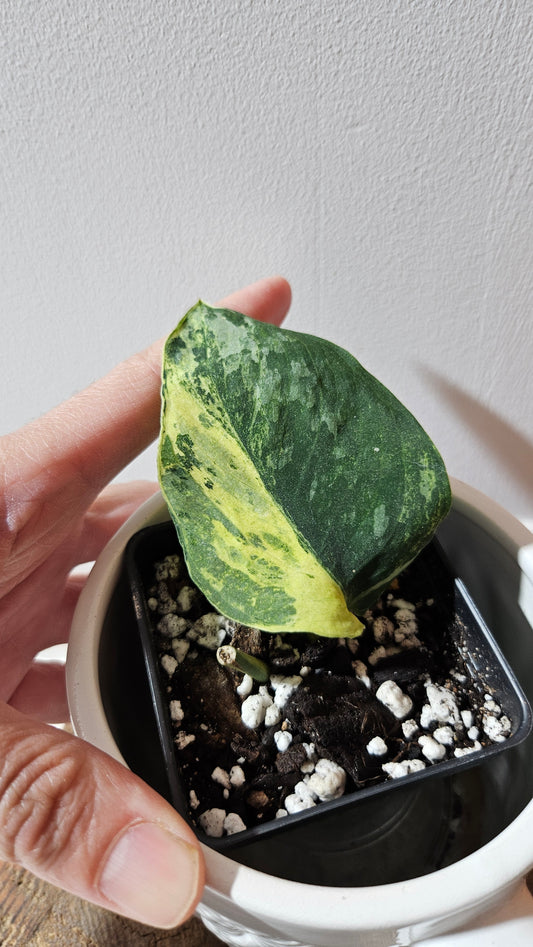 Scindapsus Black Dragon white (SCI-1077)