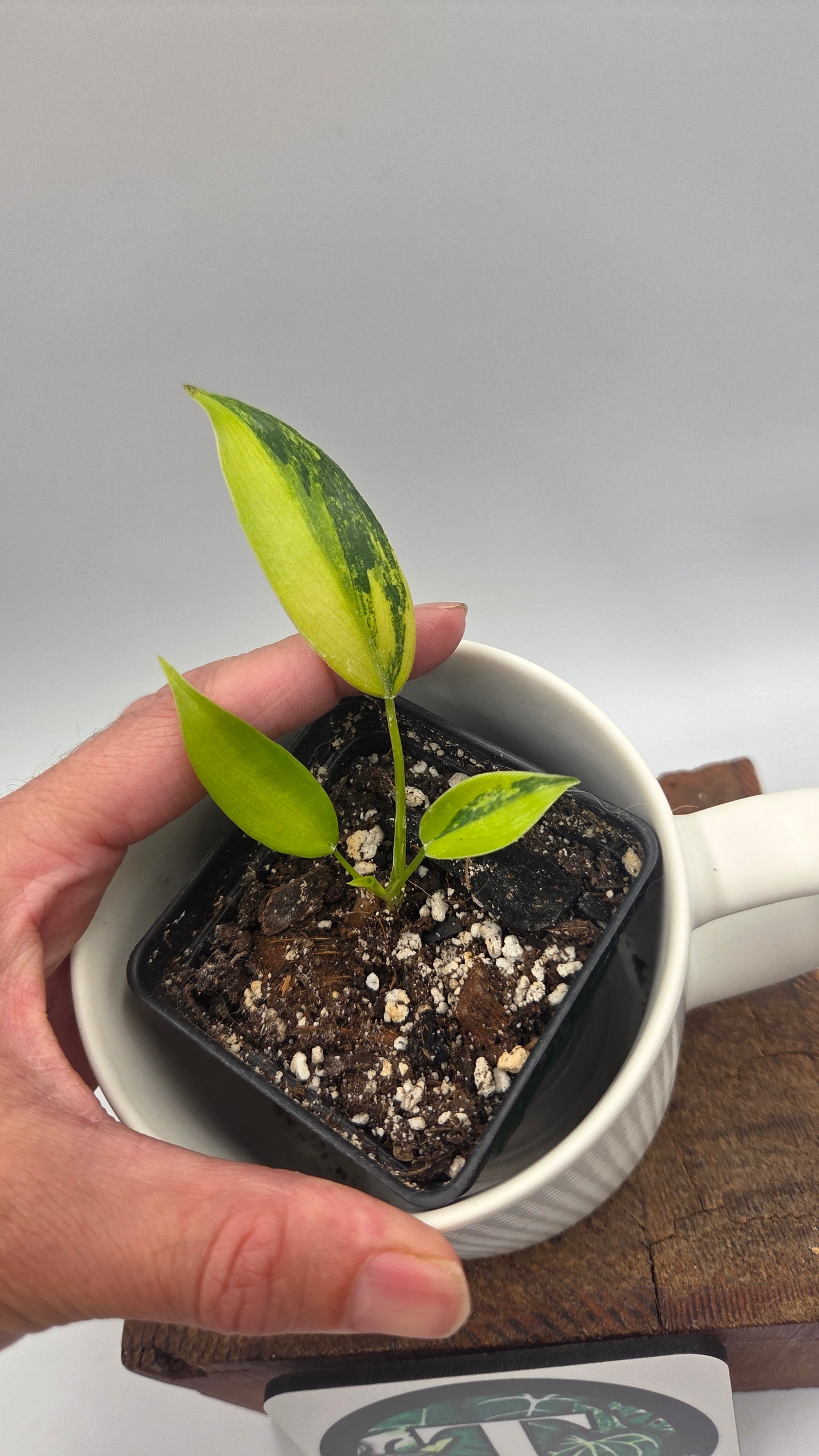 Philodendron Florida Beauty (PHI-1060)