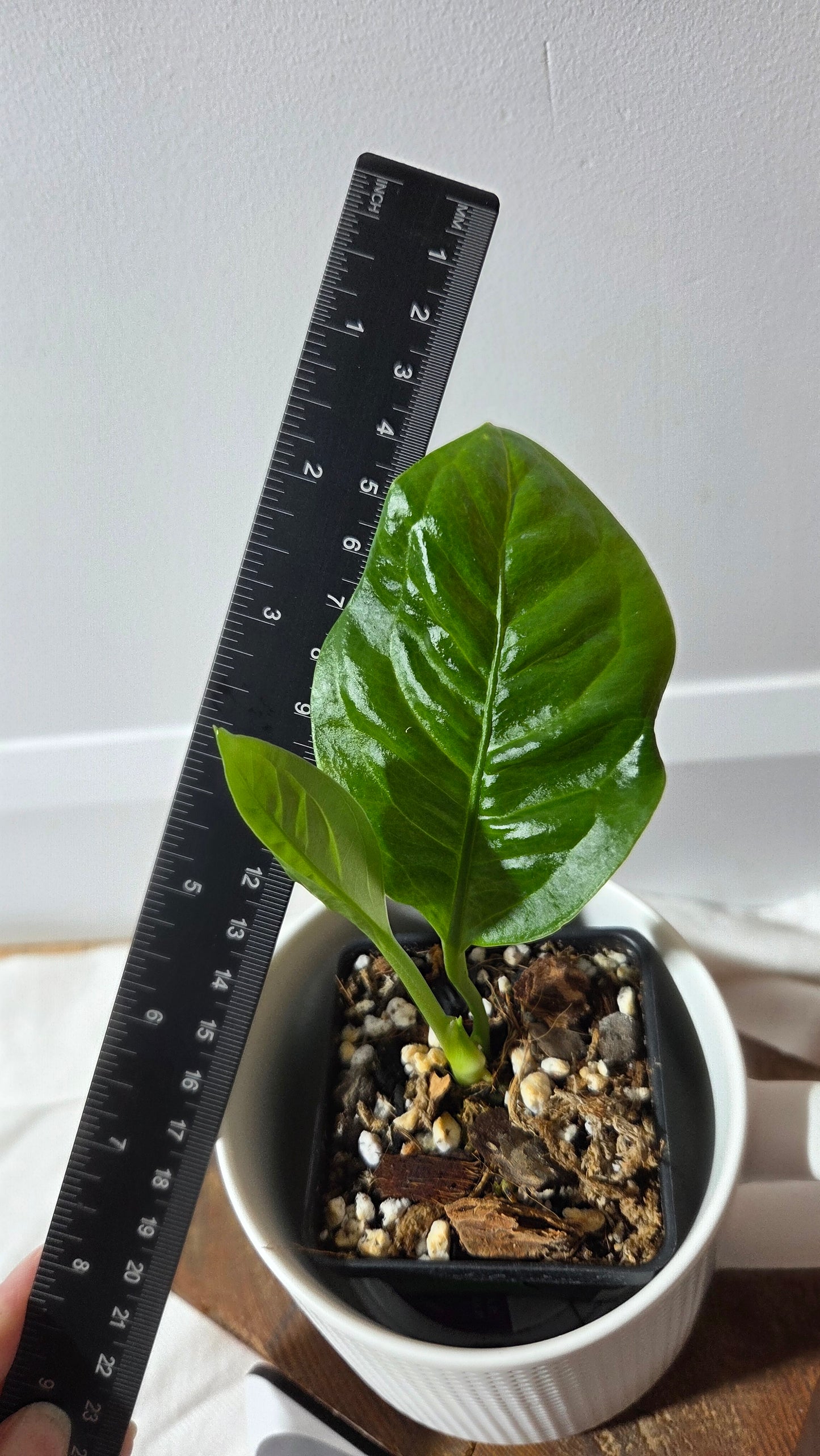 Anthurium Oxycarpum X Reflexinervium "format PETIT"(ANT-661)