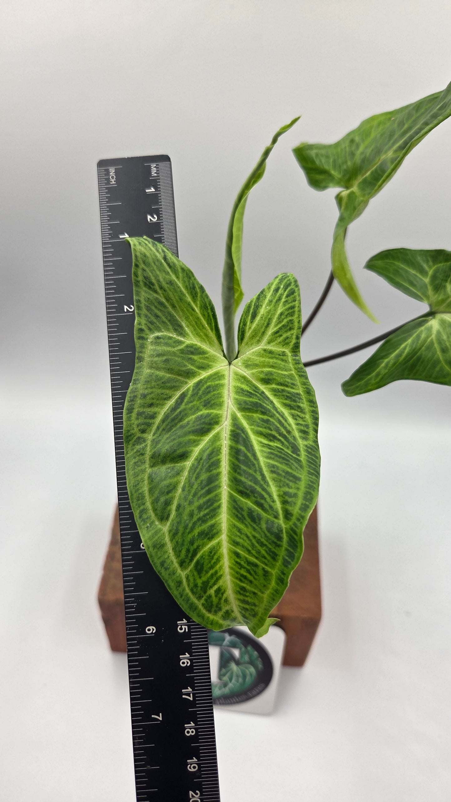 Syngonium Batik (SYN-499)