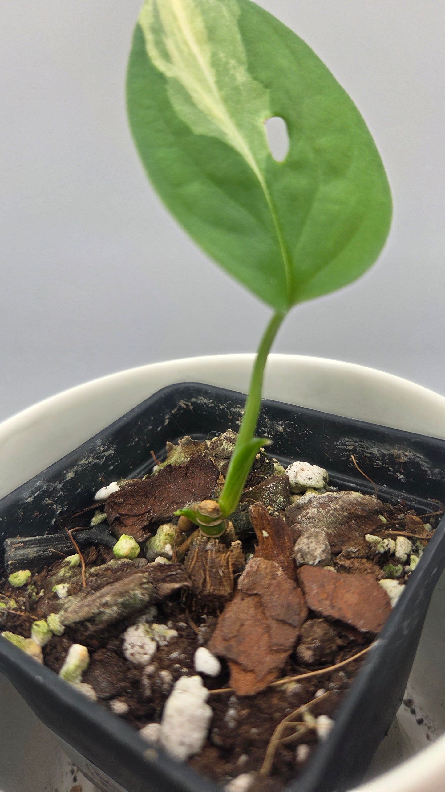 Monstera Andasonii Albo (MON-572)