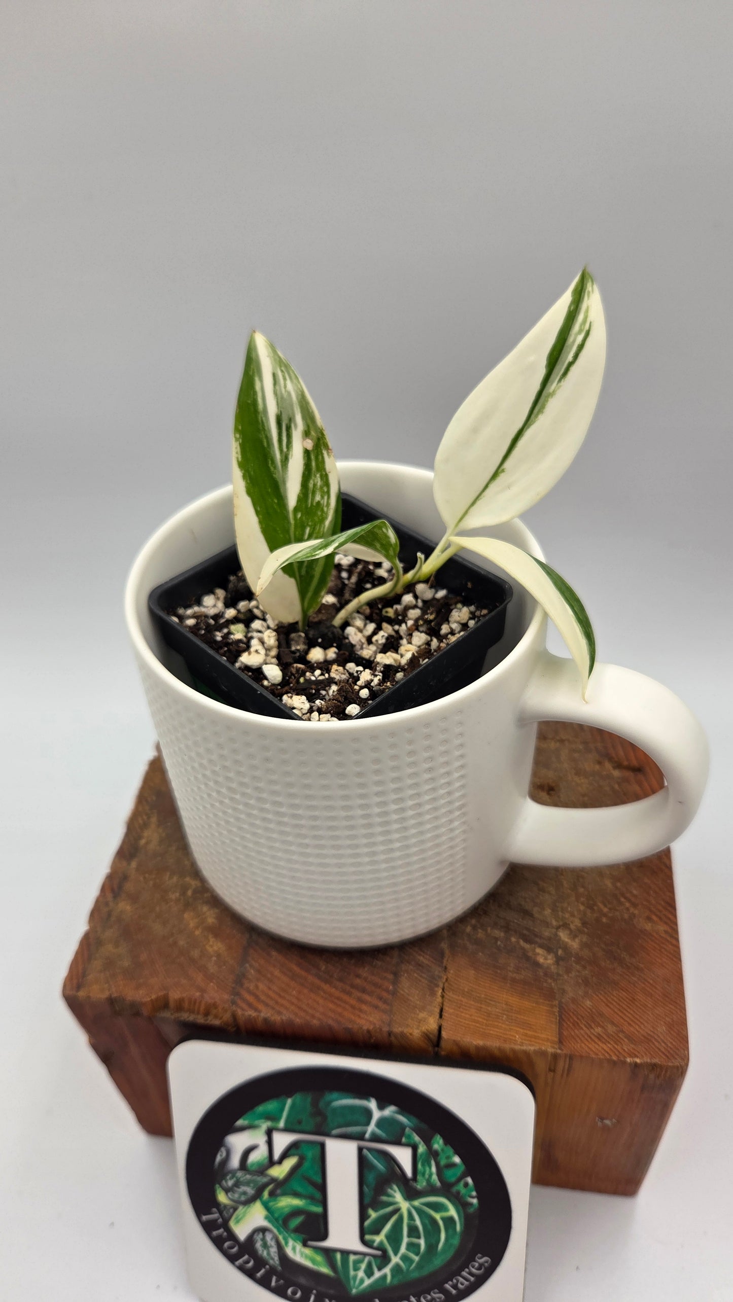 Scindapsus Moonlight Albo Narrow (SCI-864)