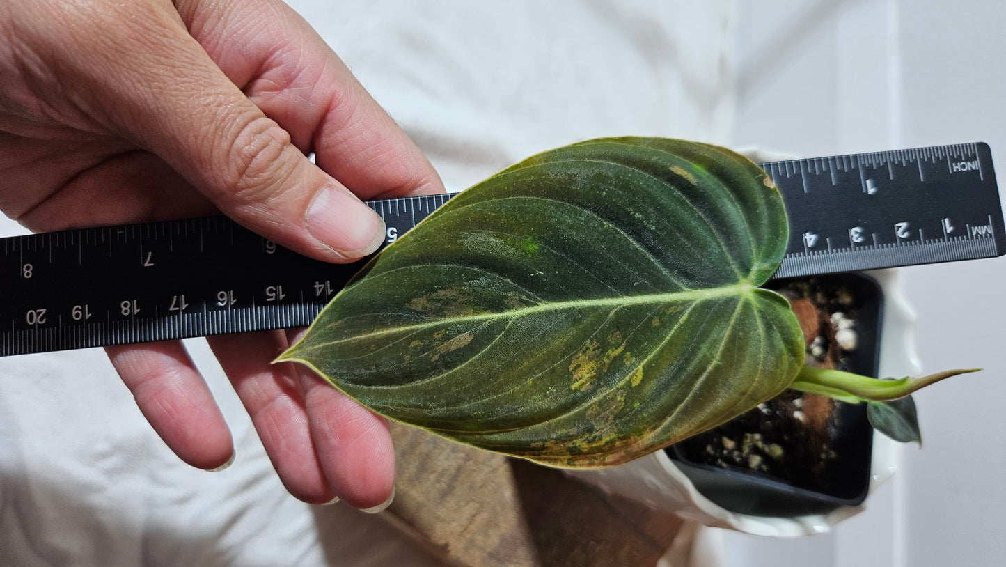 Philodendron Melanochrysum Variegata (PHI-549)