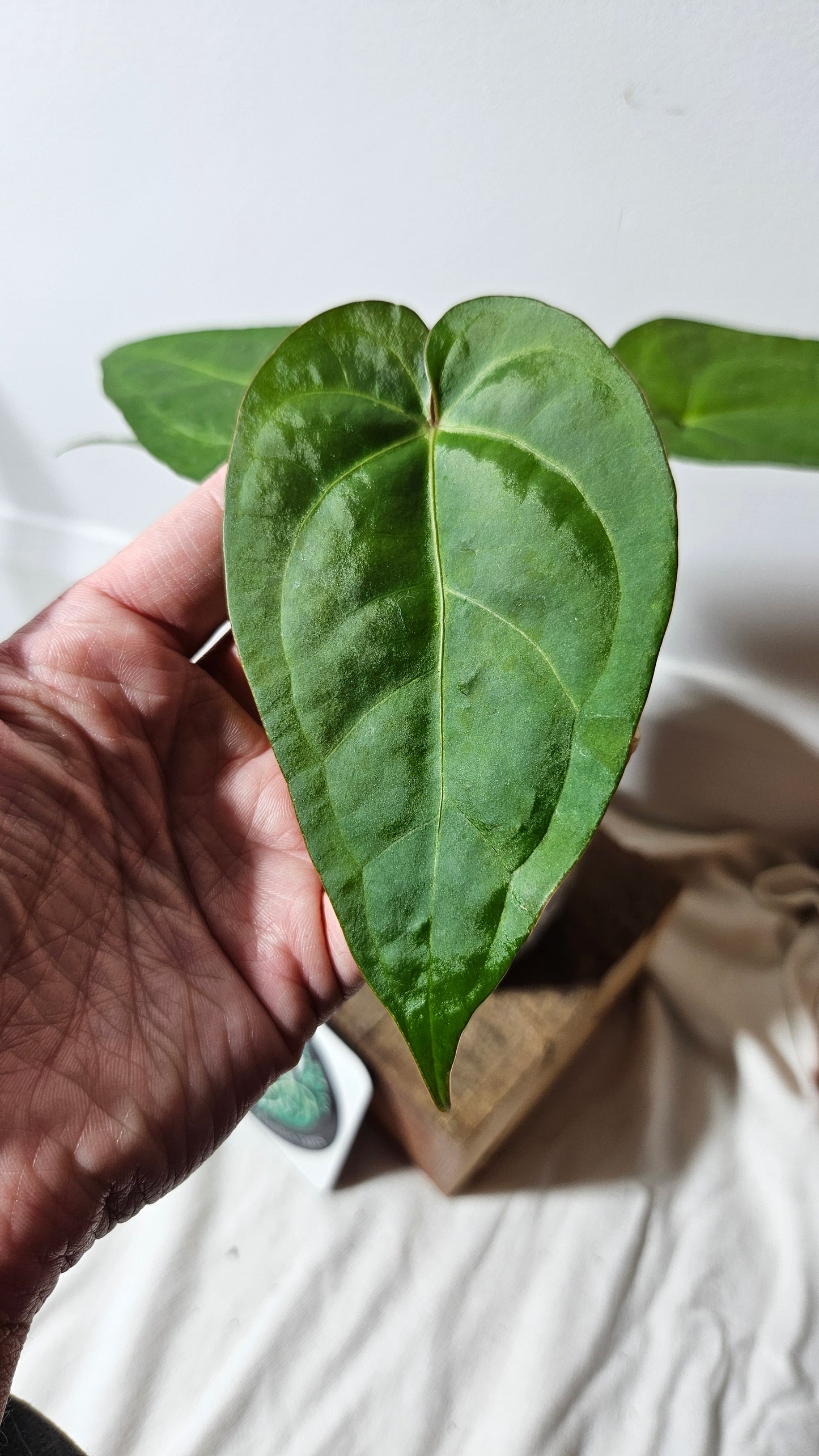 Anthurium Magnificum X Napo "format MOYEN"(ANT-221)