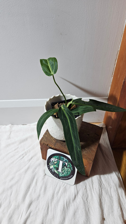 Anthurium Warocqueanum Dark "format MOYEN"(ANT-604)