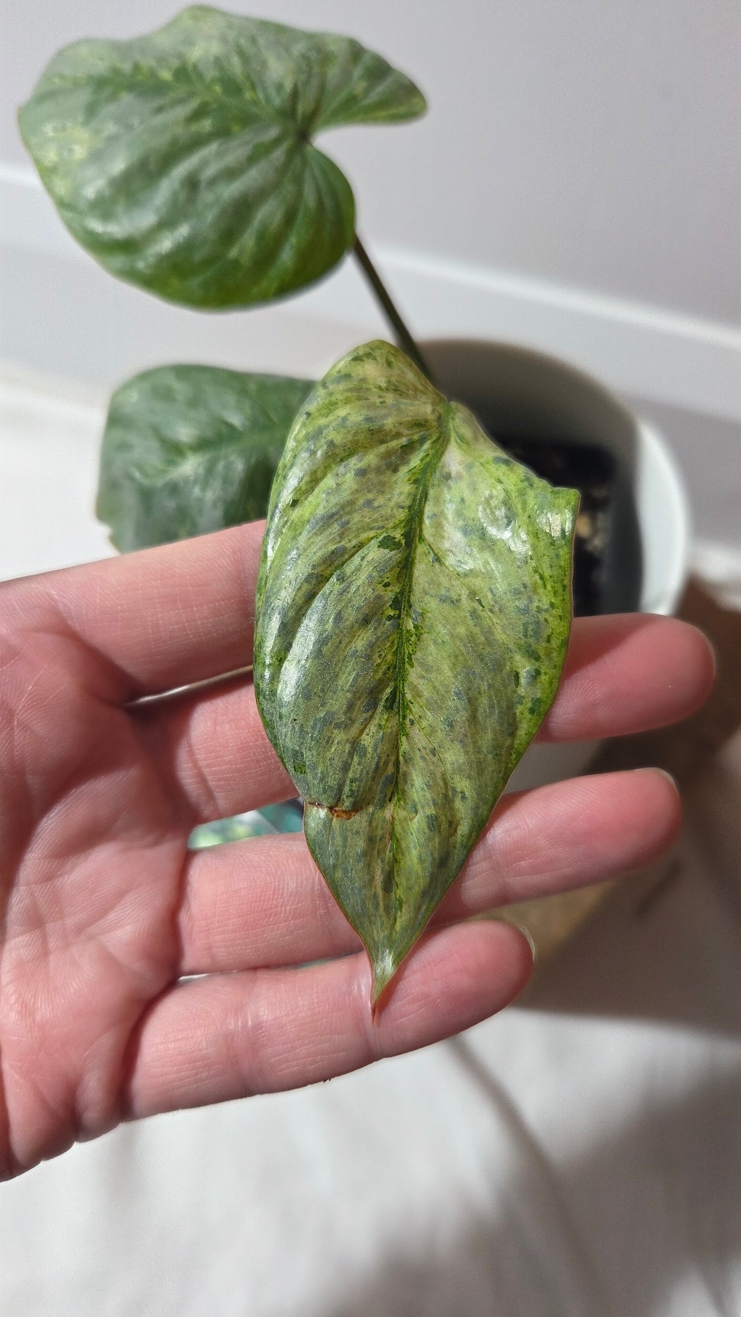 Philodendron Sodiroi Variegata (PHI-512)