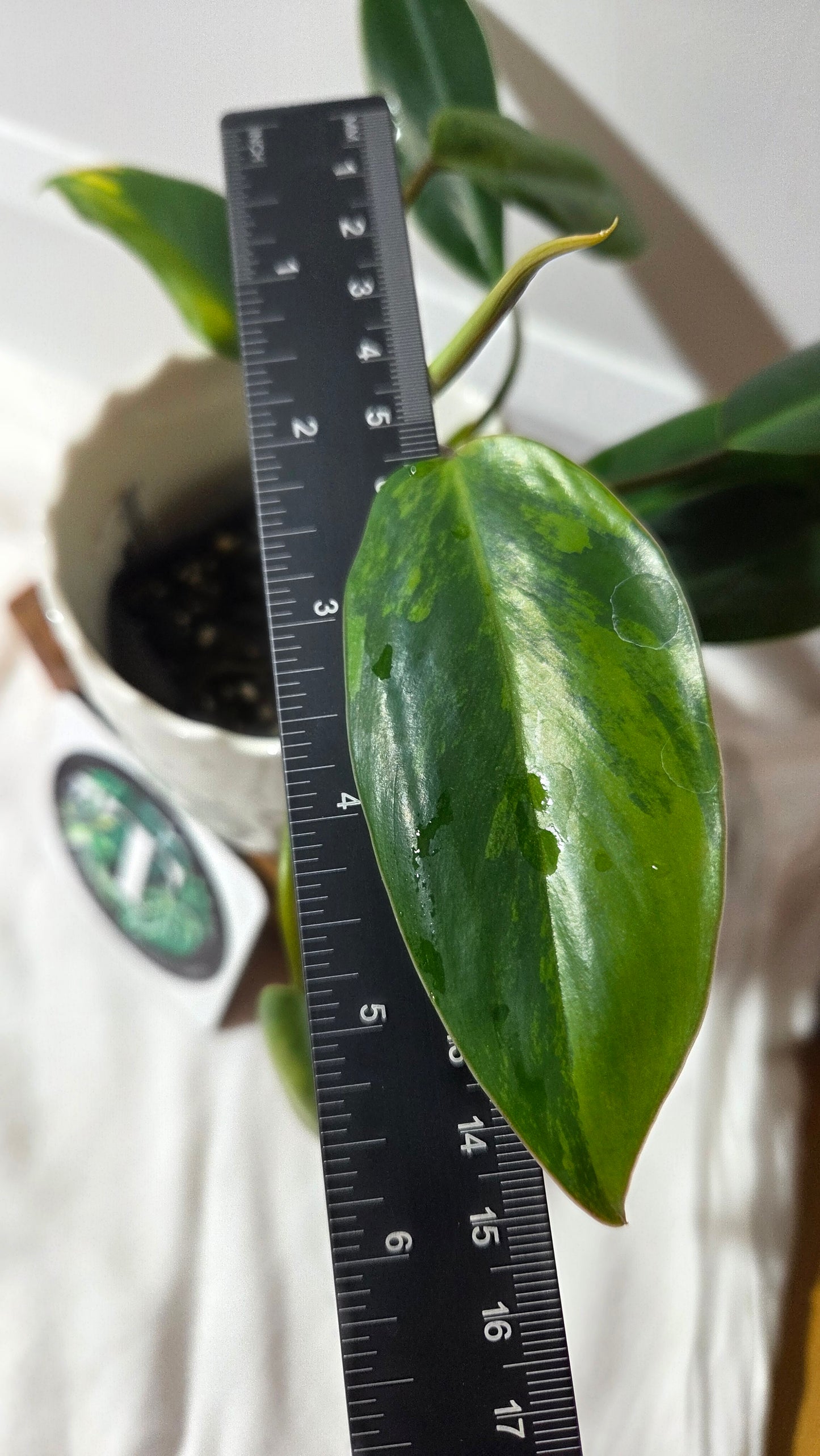 Philodendron Avocado Shake (PHI-1014)