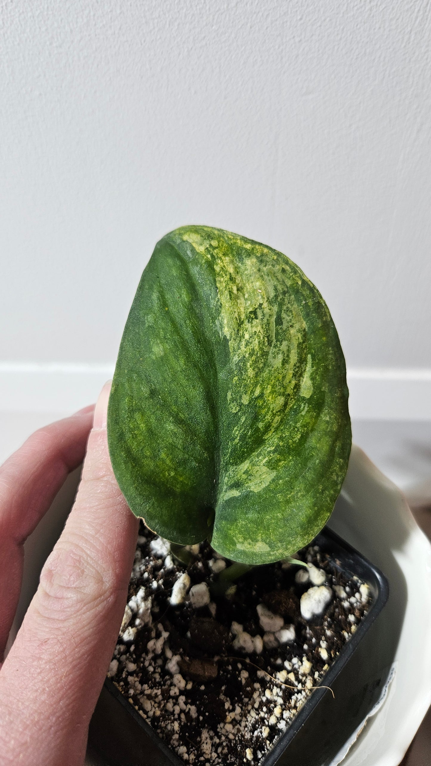 Scindapsus Silver Splash "Green on Green" (SCI-765)