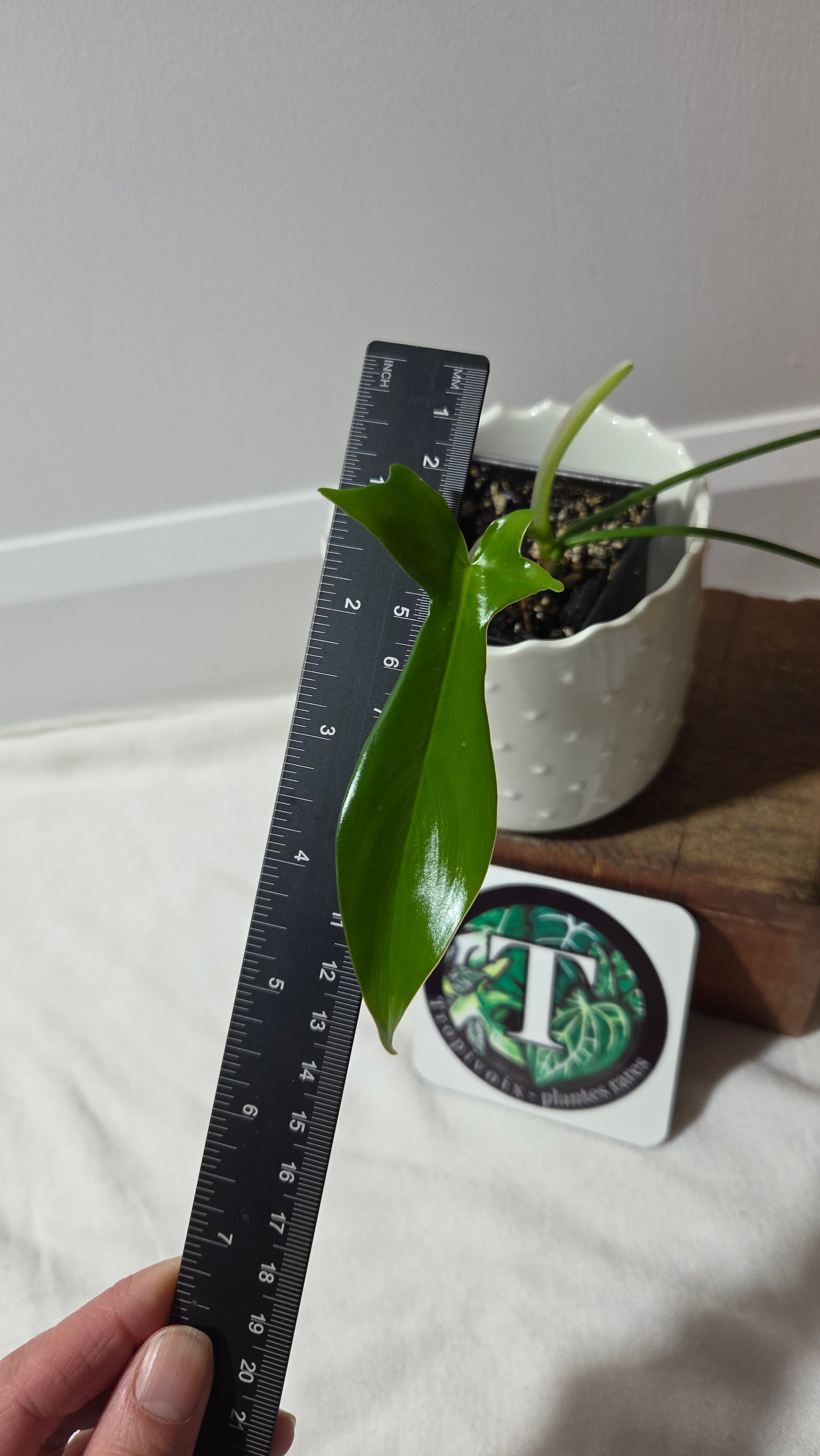 Philodendron Gladhands (PHI-959)