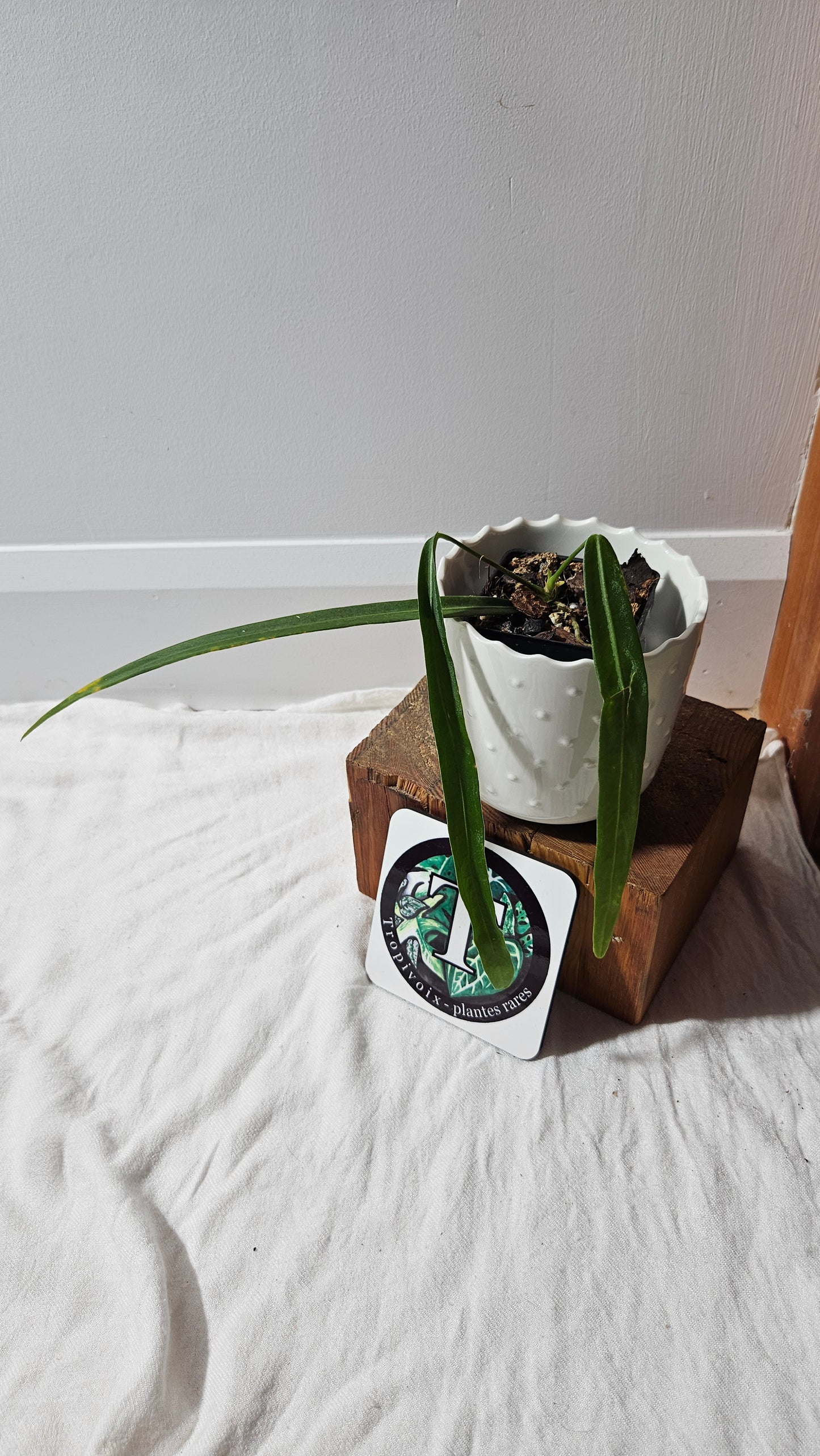 Anthurium Pallidiflorum Super Narrow "format MOYEN"(ANT-453)