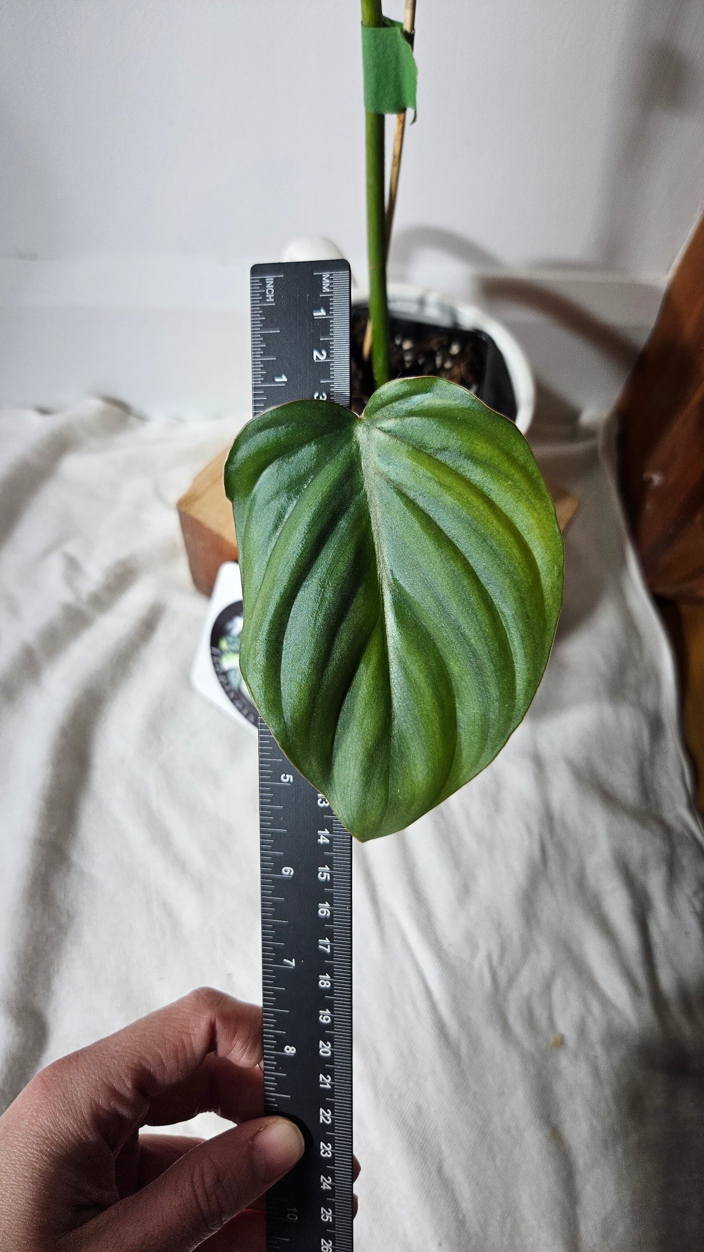 Philodendron Aff Colombia (PHI-640)