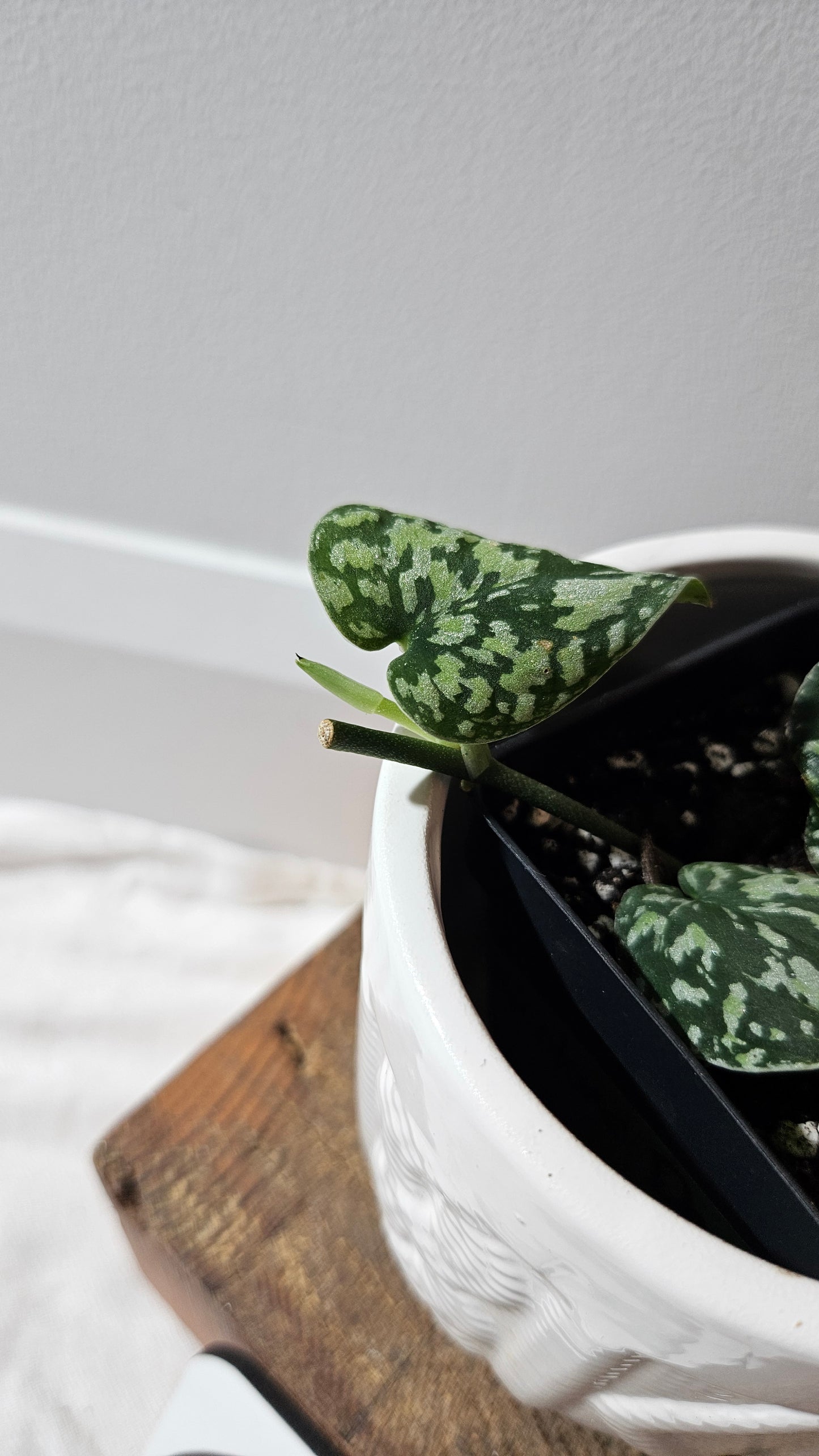 Scindapsus Tricolor Dark Form (SCI-1135)