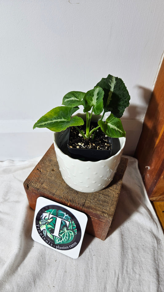 Syngonium Wendlandii "Southern Star"(SYN-319)