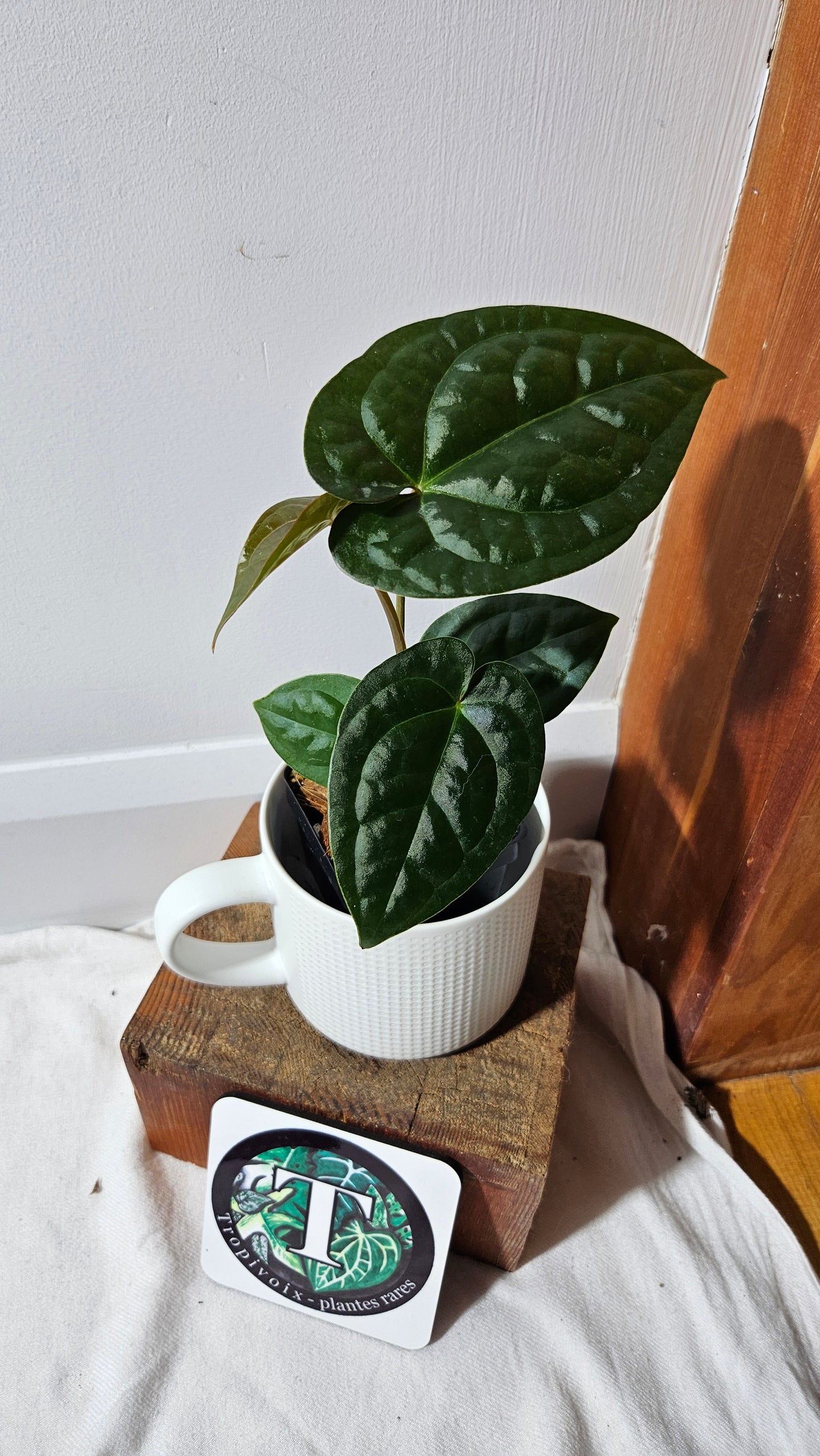 Anthurium Magnificum X AOS X Luxurians "format MOYEN" (ANT-635)