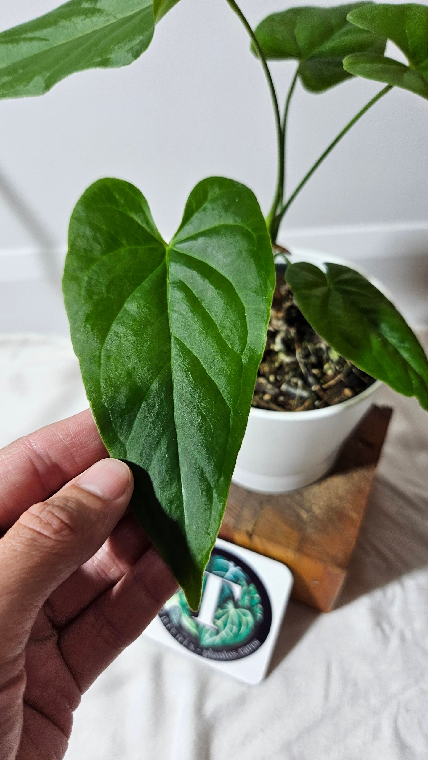 Anthurium Balaoanum "format MOYEN" (ANT-178)