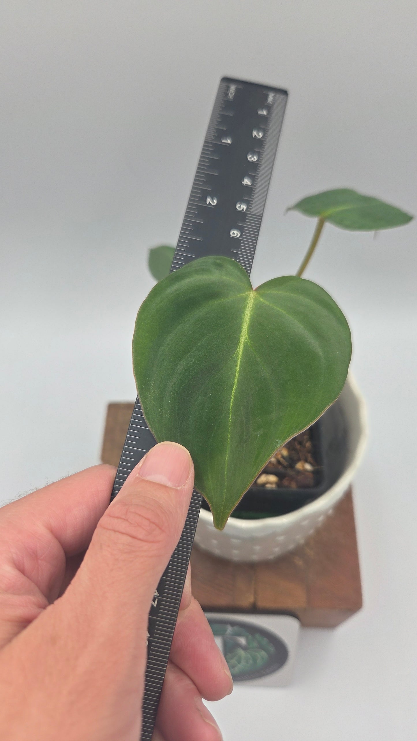 Philodendron Gloriosum (PHI-1037)
