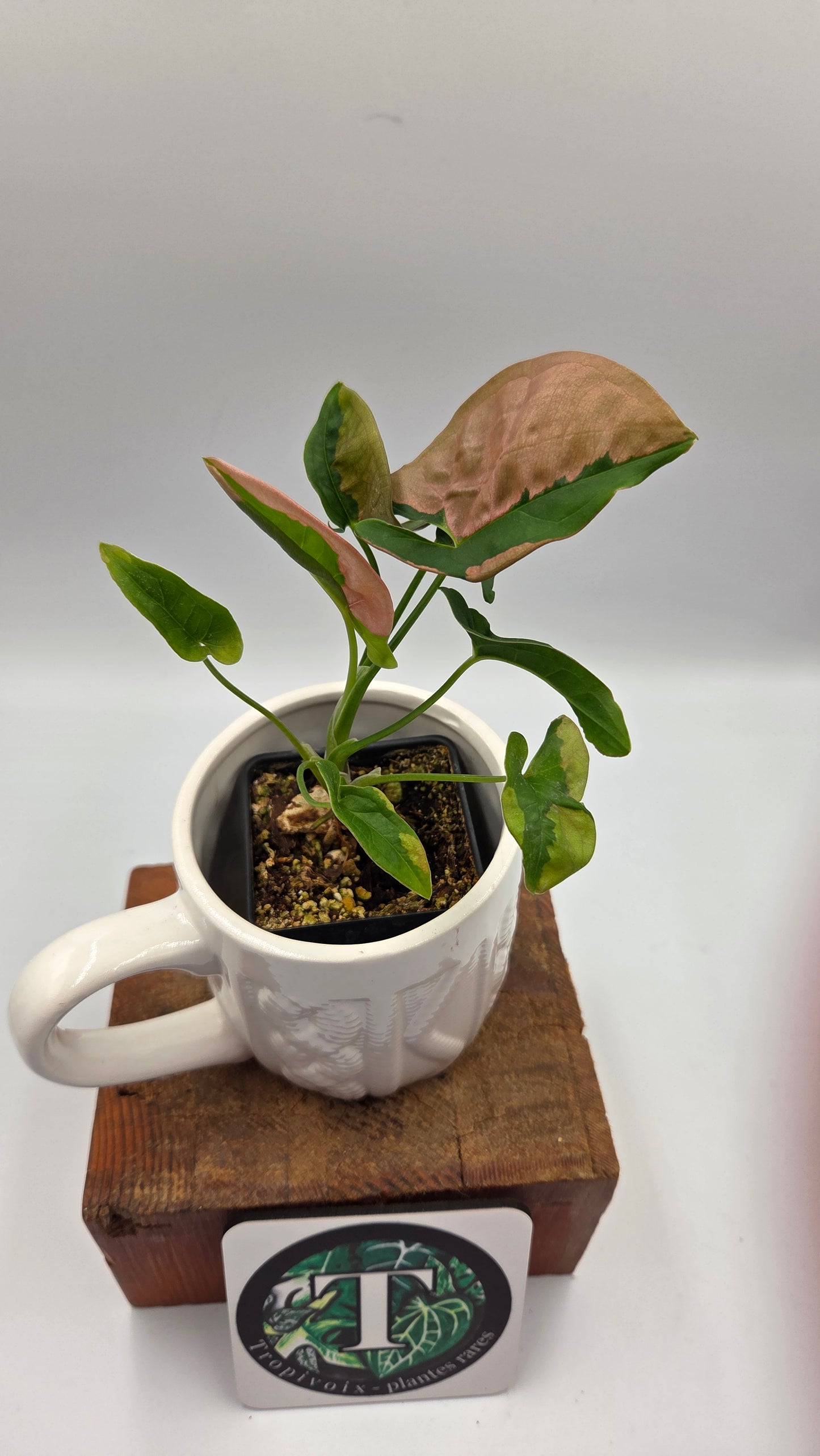 Syngonium Pink Lava (SYN-524)