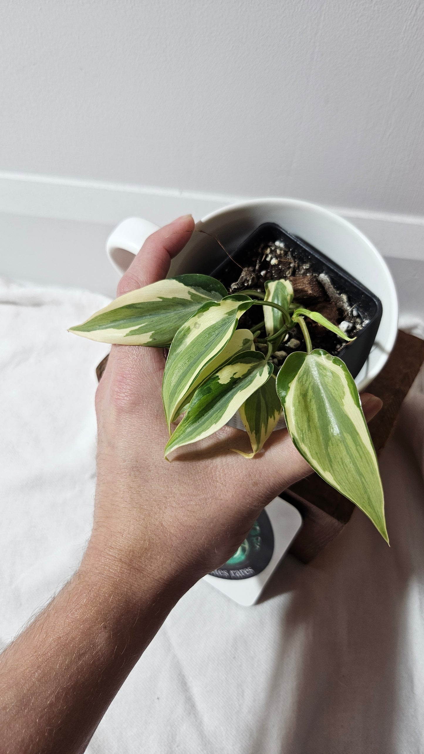 Philodendron Hederaceum Rio (PHI-951)