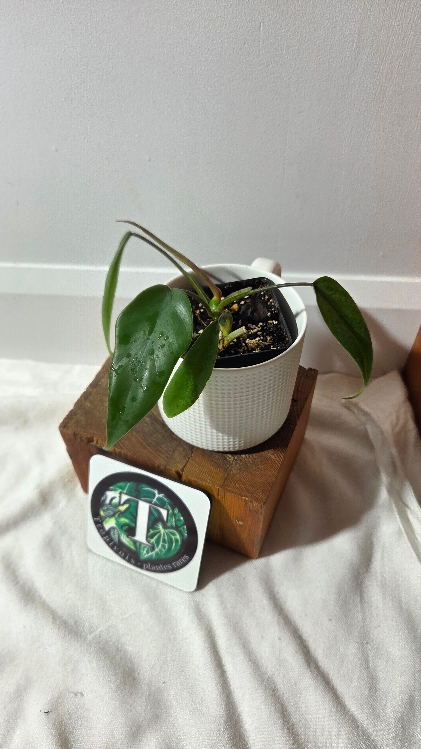 Philodendron Mayoi (PHI-1010)