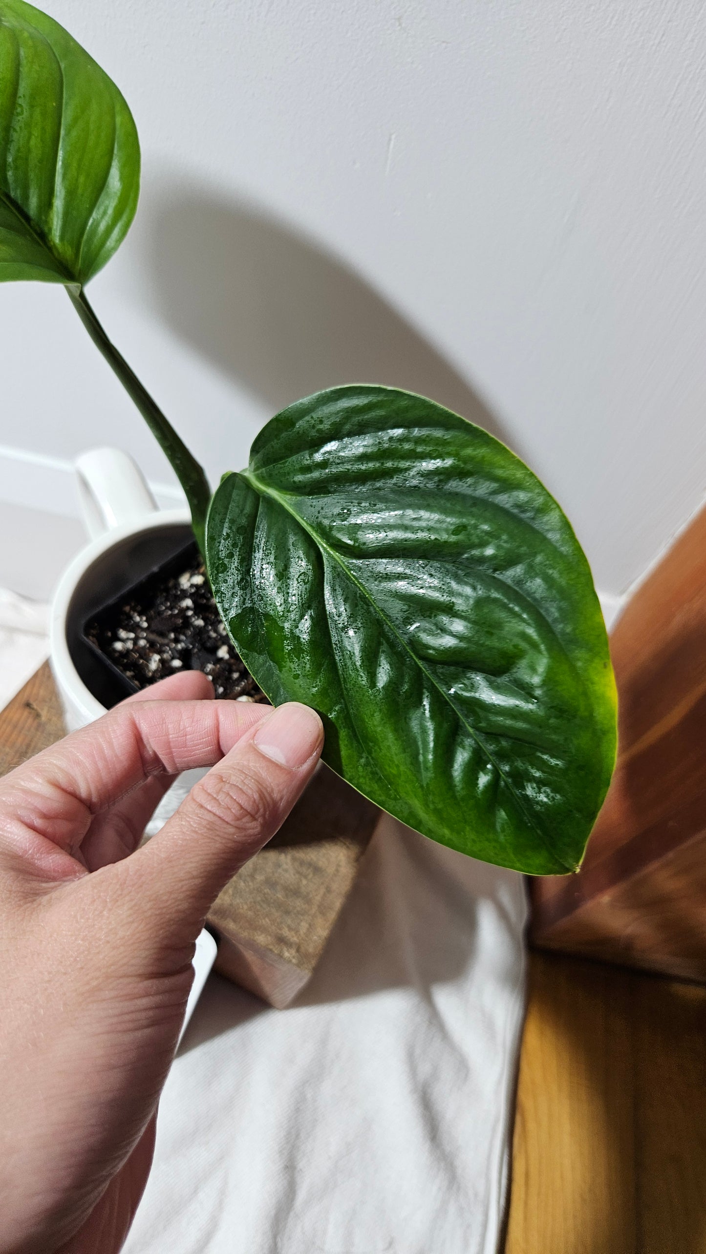 Monstera Obliqua Aff Limon (MON-183)