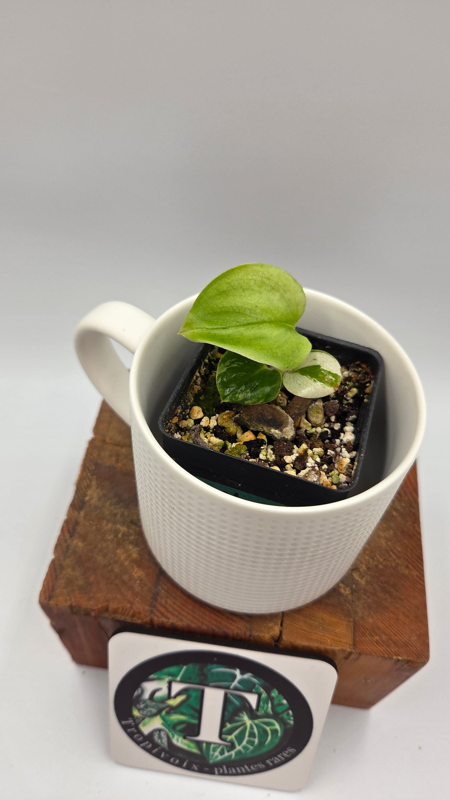 Scindapsus Moonlight Mint (SCI-874)