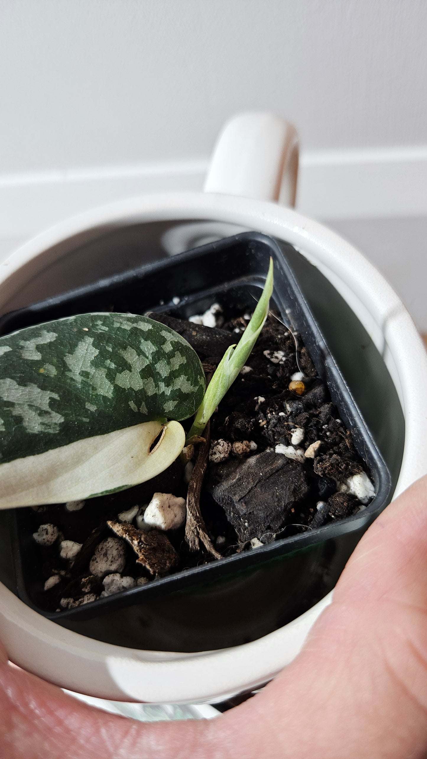 Scindapsus Mayari (SCI-1299)