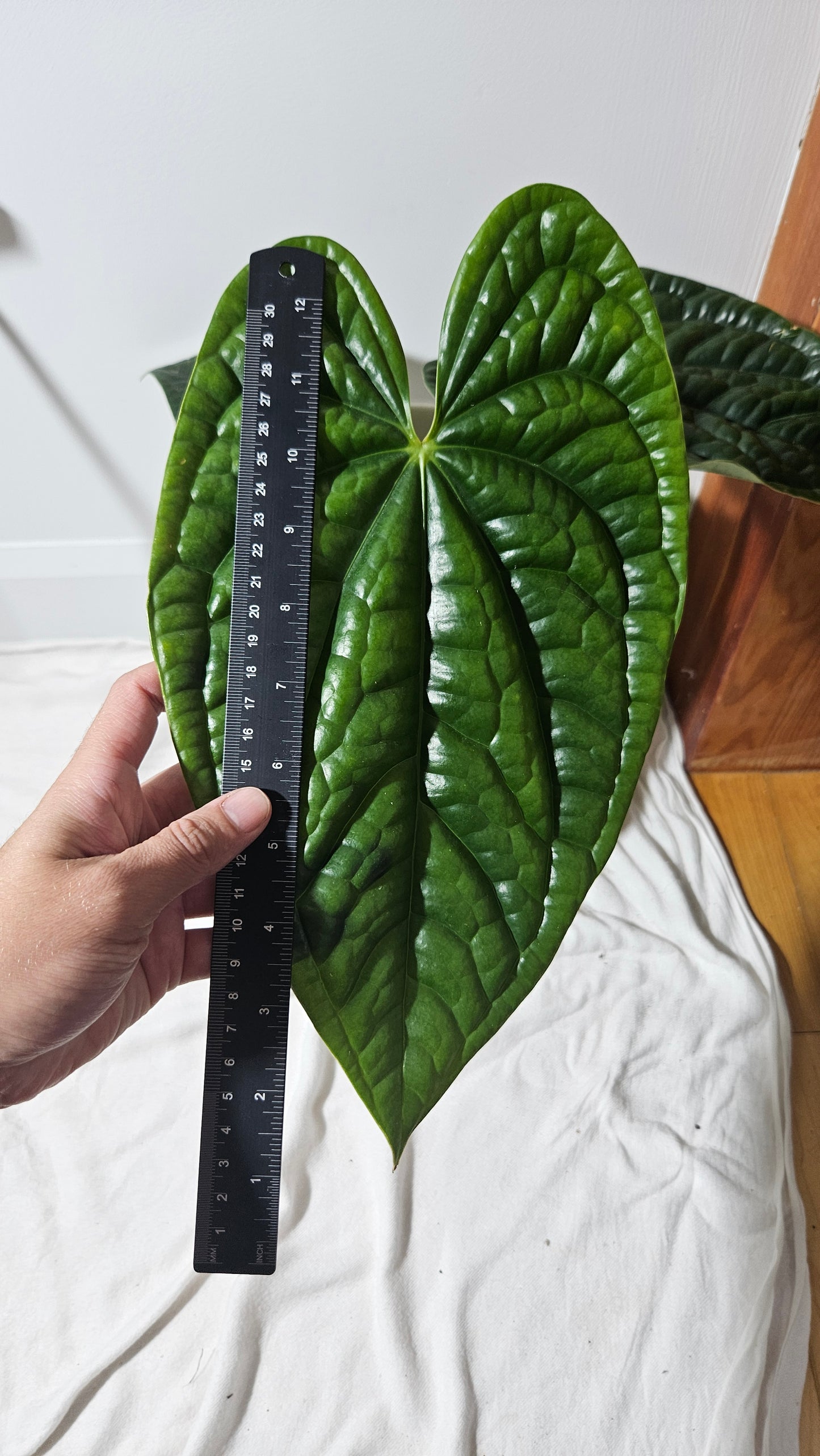 Anthurium Luxurian Golden "format LARGE" (ANT-168)