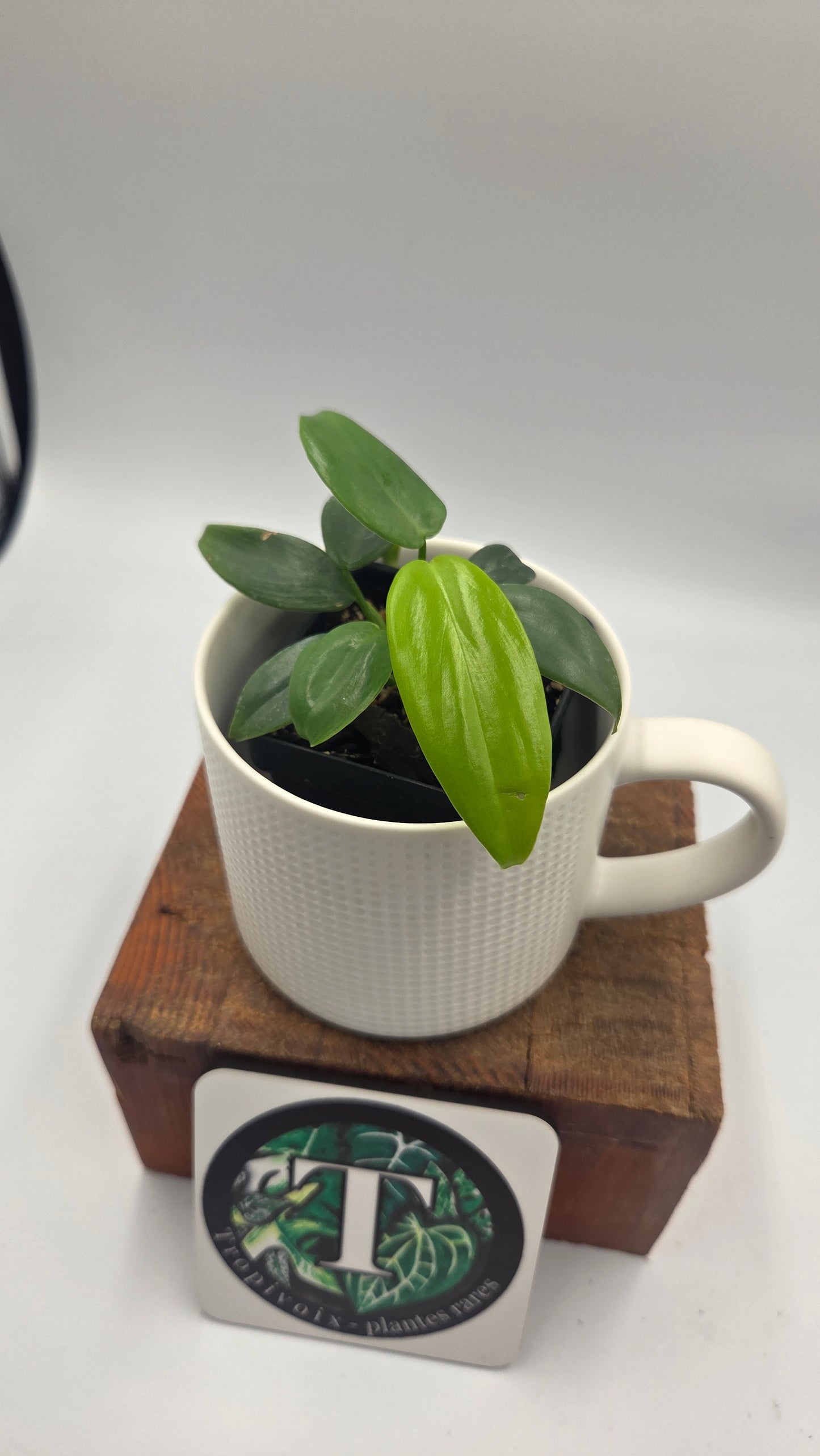 Philodendron Gold Violin/Bipennifolium (PHI-1053)