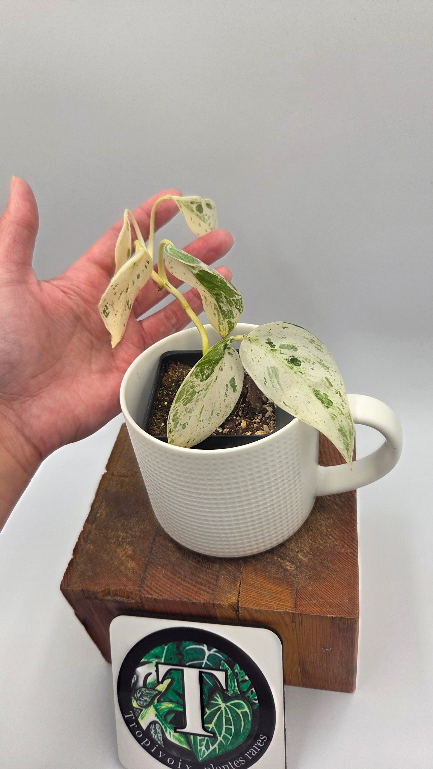 Scindapsus Silver Splash Variegata (SCI-848)
