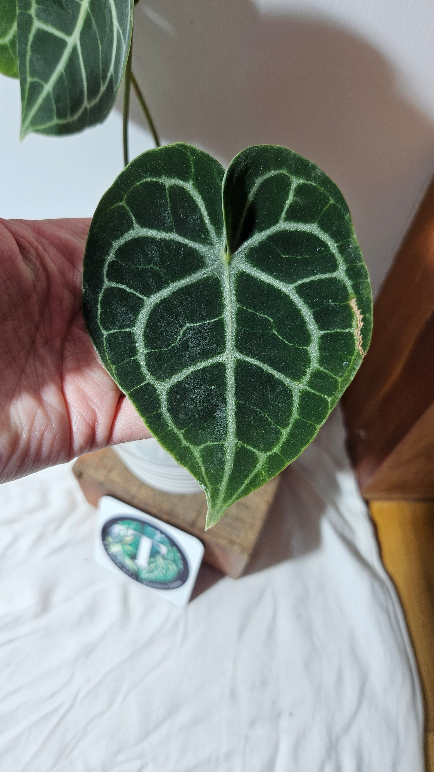 Anthurium King Clarinervium Hybrid "format LARGE" (ANT-123)