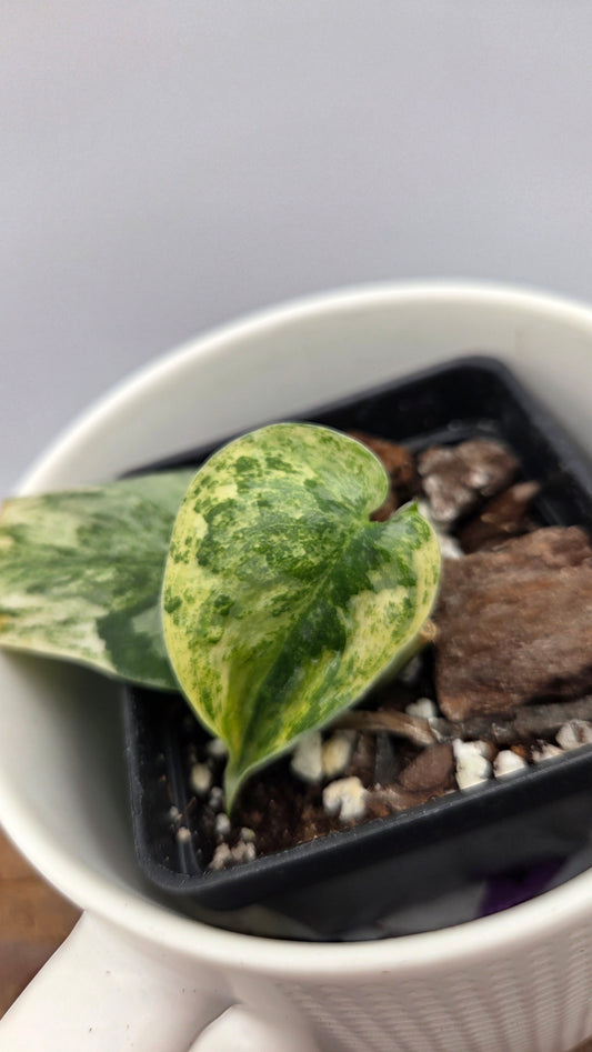 Scindapsus Mayari (SCI-1452)
