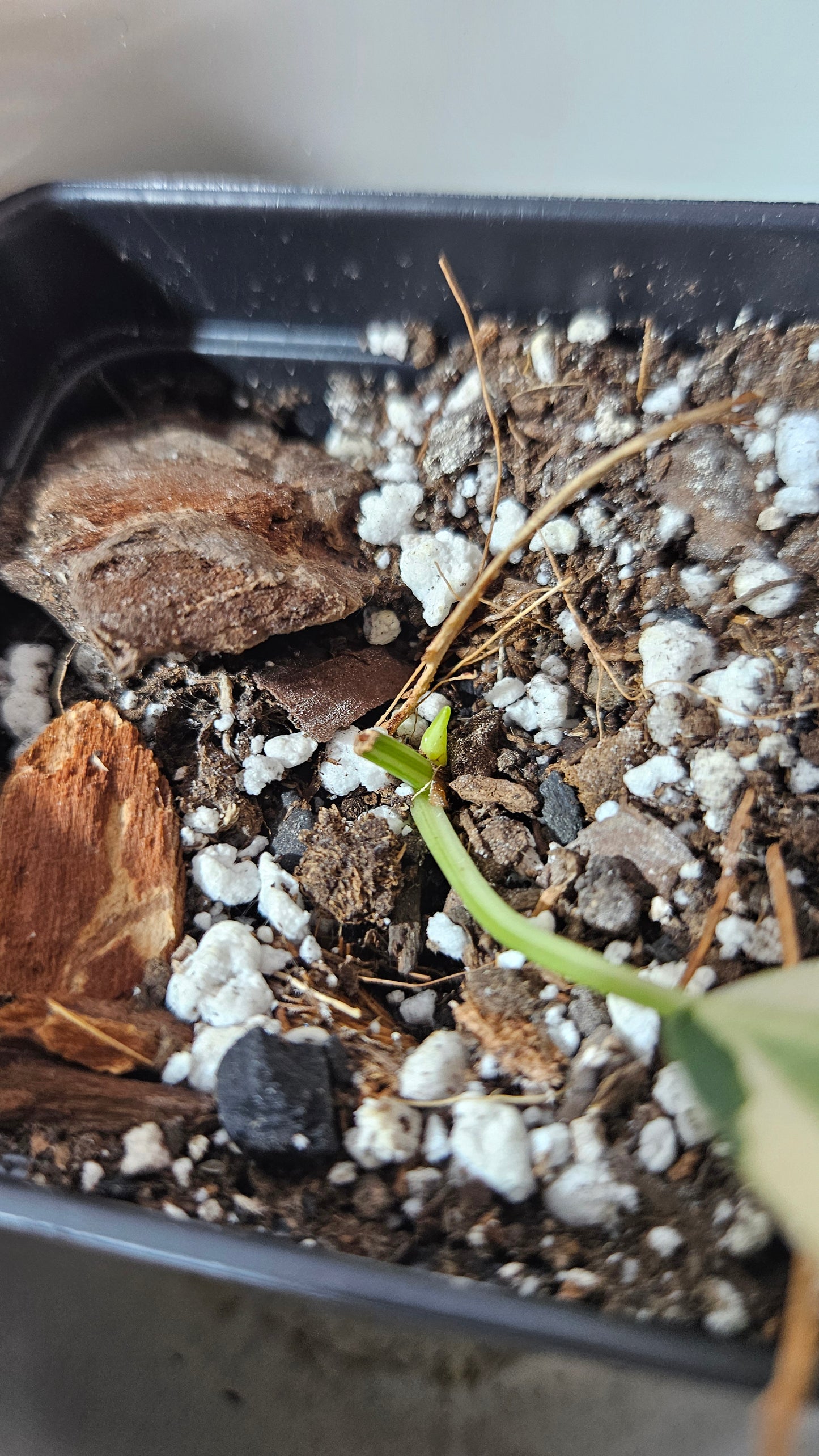 Philodendron Hederaceum Rio (PHI-803)