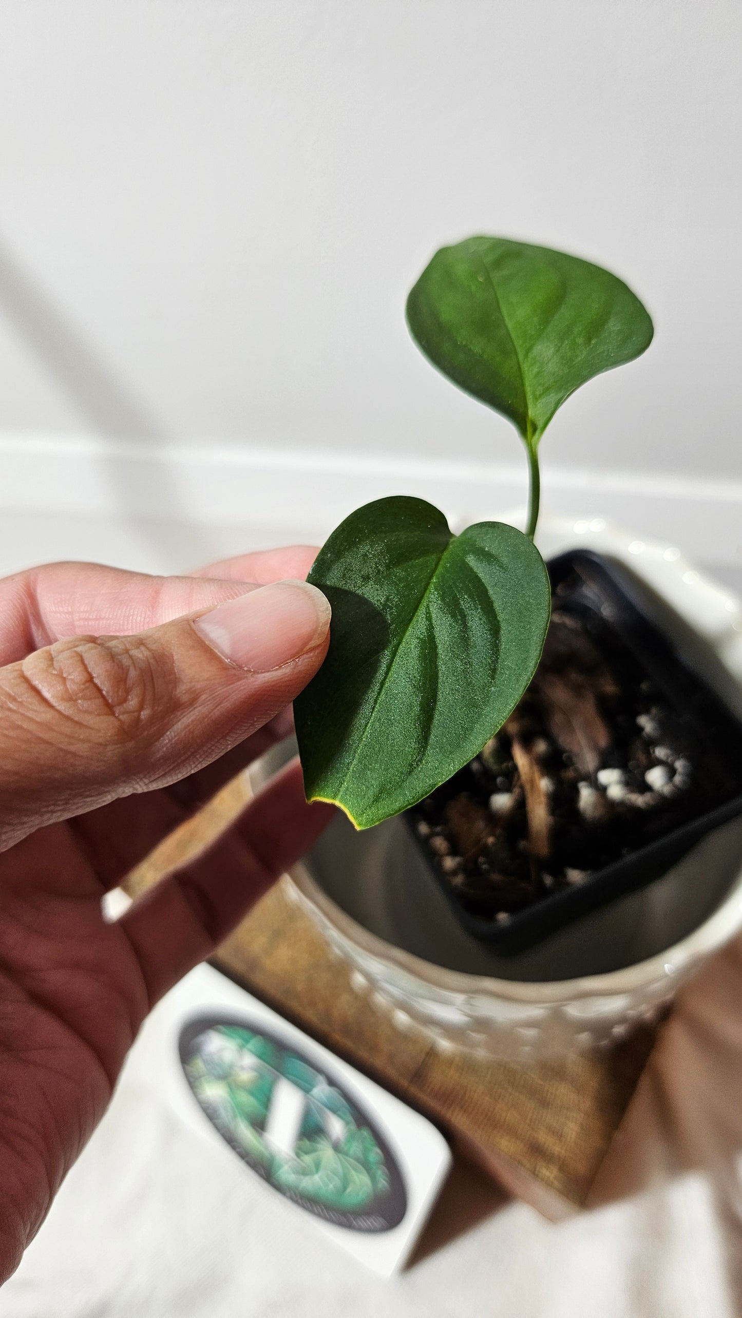 Monstera Obliqua Aff Indanza (MON-199)