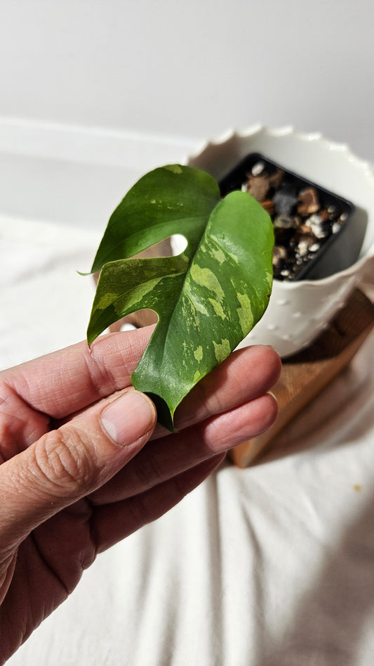 Rhaphidophora Tetrasperma Variegata (AUT-071)