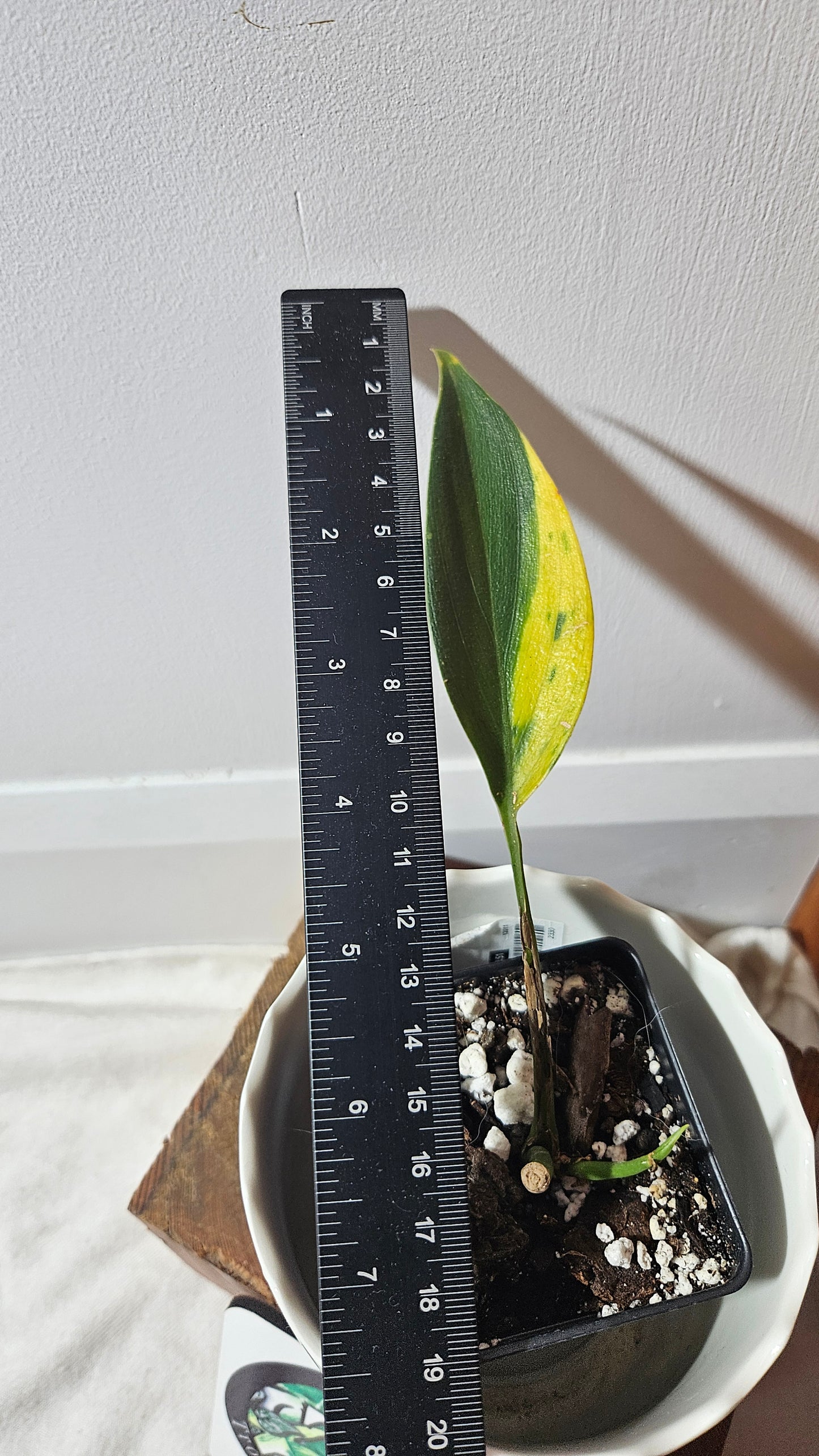 Scindapsus Coriaceus Aurea(SCI-784)