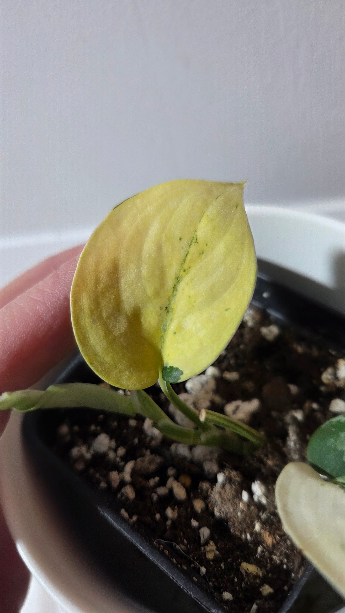 Scindapsus Silver Tattoo Variegata (SCI-1360)