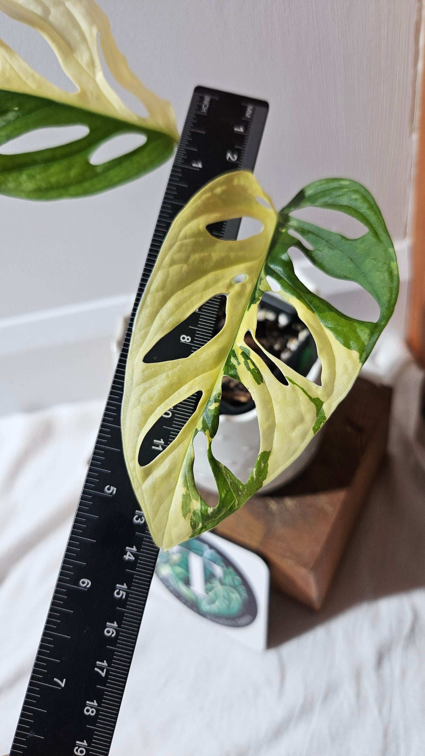 Monstera Andasonii Tricolore (MON-416)