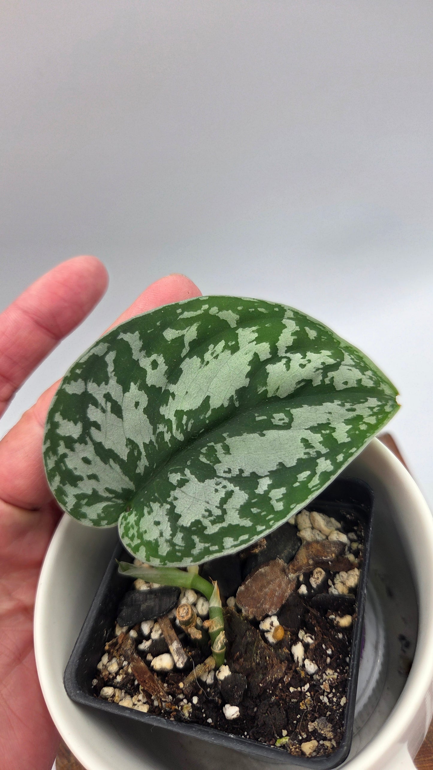 Scindapsus Silver Queen (SCI-1029)