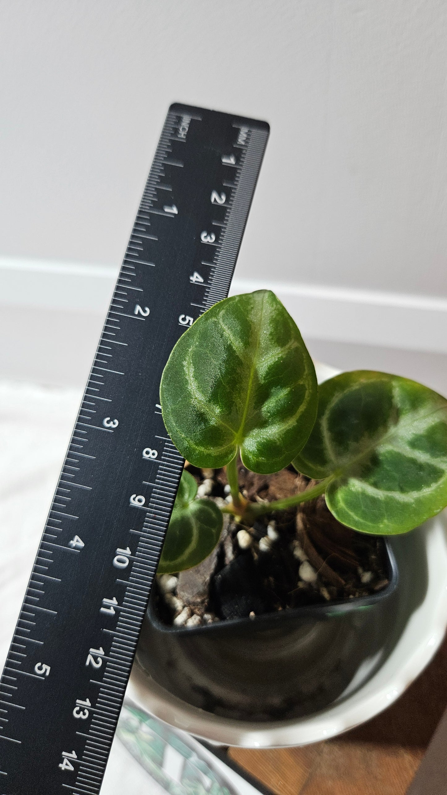 Anthurium Dorayaki Silver "format SEEDLING"( ANT-581)