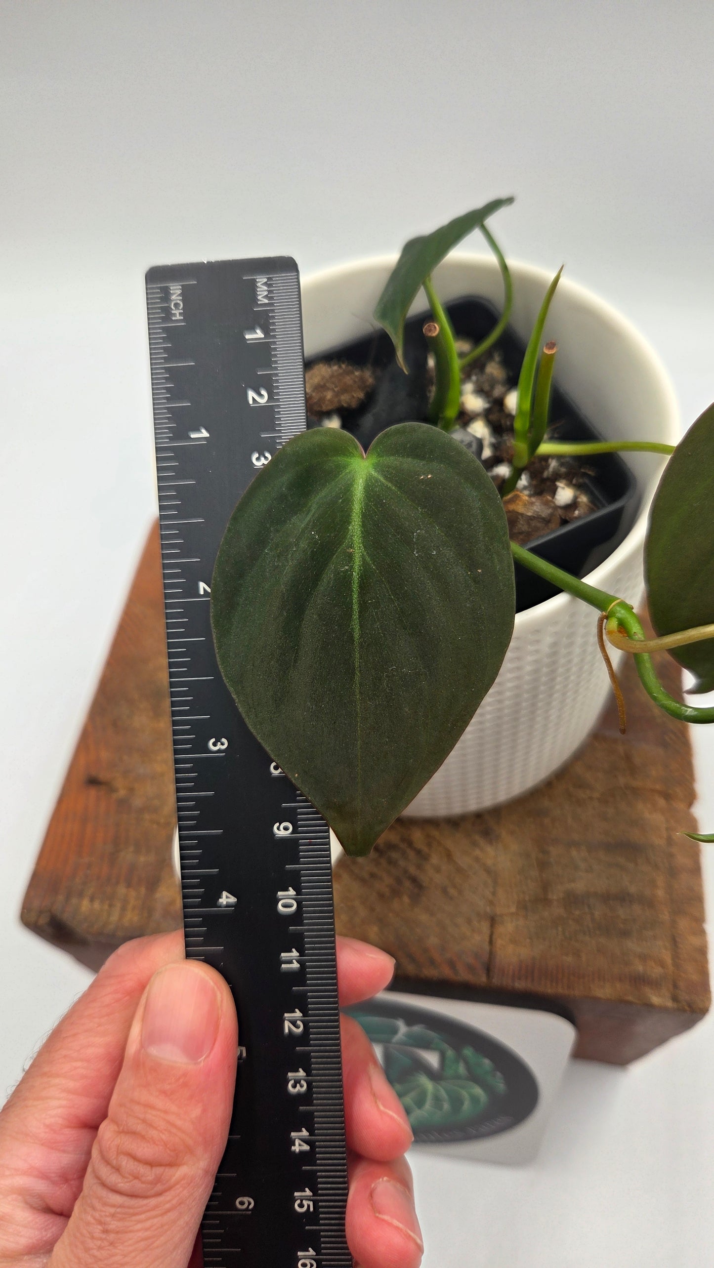 Philodendron Mican (PHI-1049)